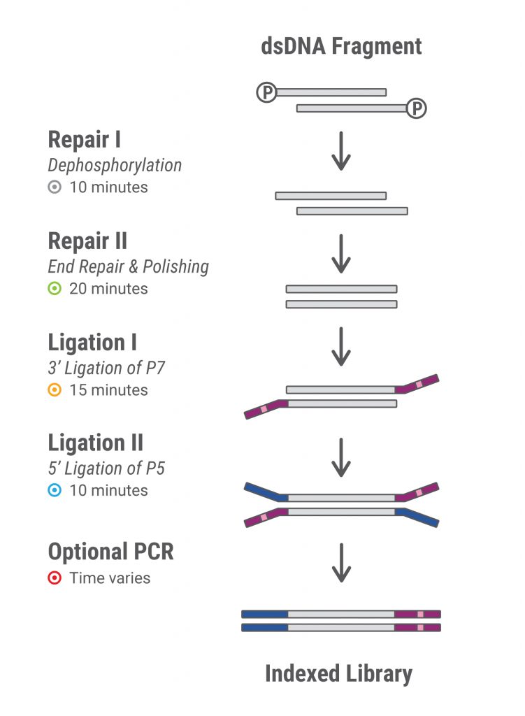 PCR Free Workflow
