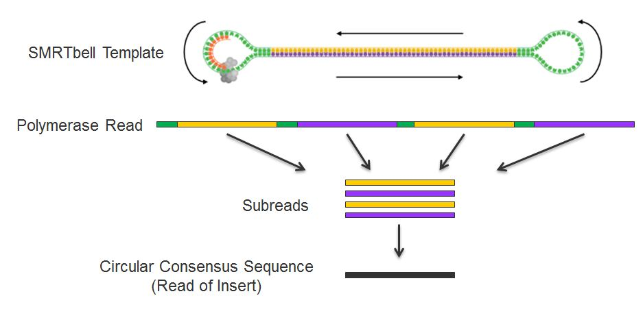 PacBio