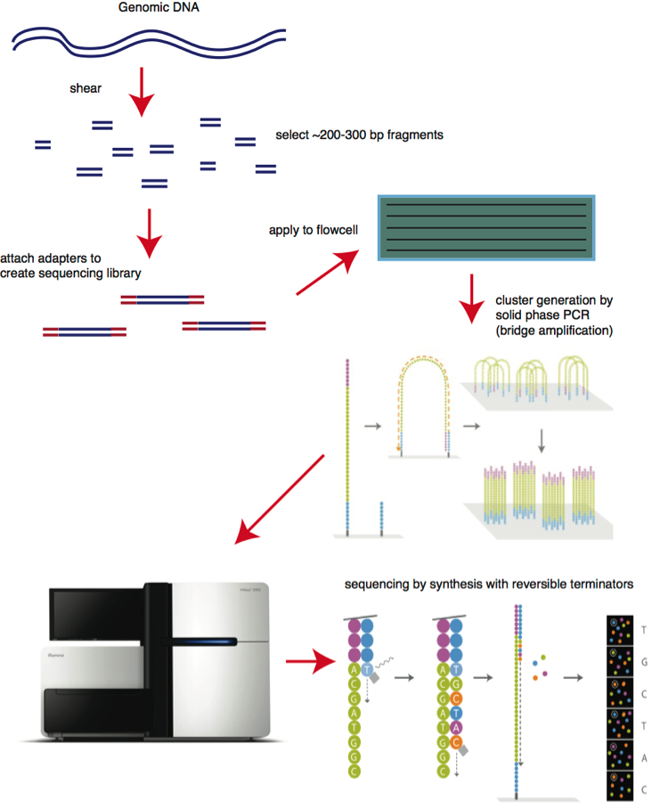 Illumina schematic