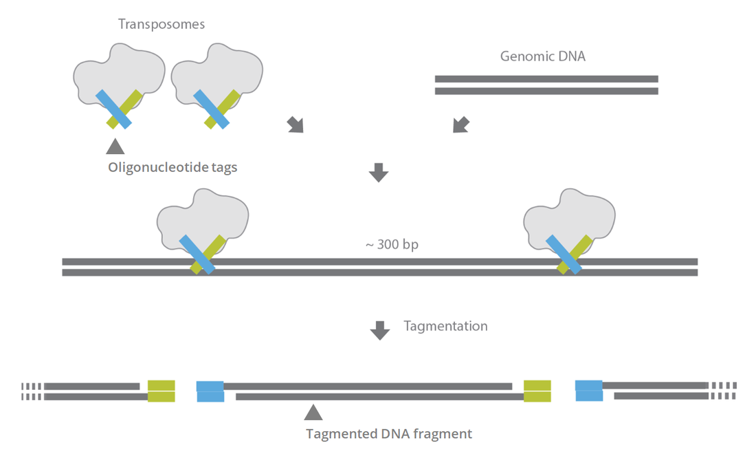 Tagmentation Workflow